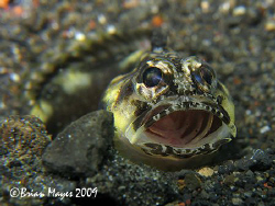 I was surprised to find this tiny jawfish out in the open... by Brian Mayes 